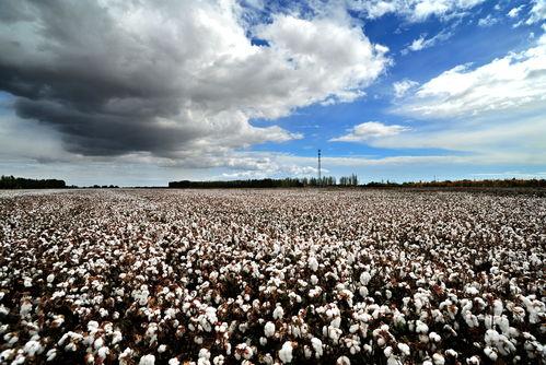 九九热国产视频,国产视频中的激情燃烧岁月  第3张